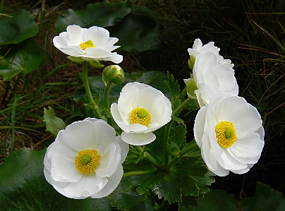 Foto Natureza plantar flor pétala