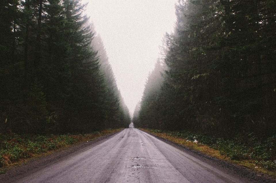 Baum natur wald licht