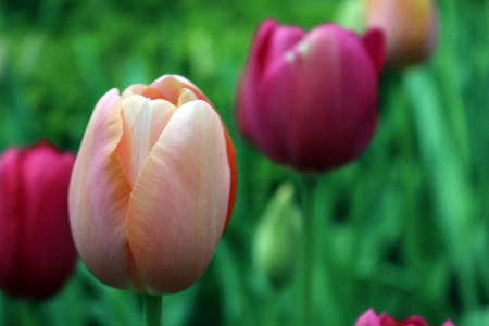 Foto Tanaman bunga daun tulp