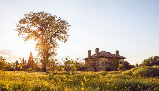 Landscape tree plant field Photo