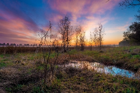 Foto Paesaggio albero natura erba