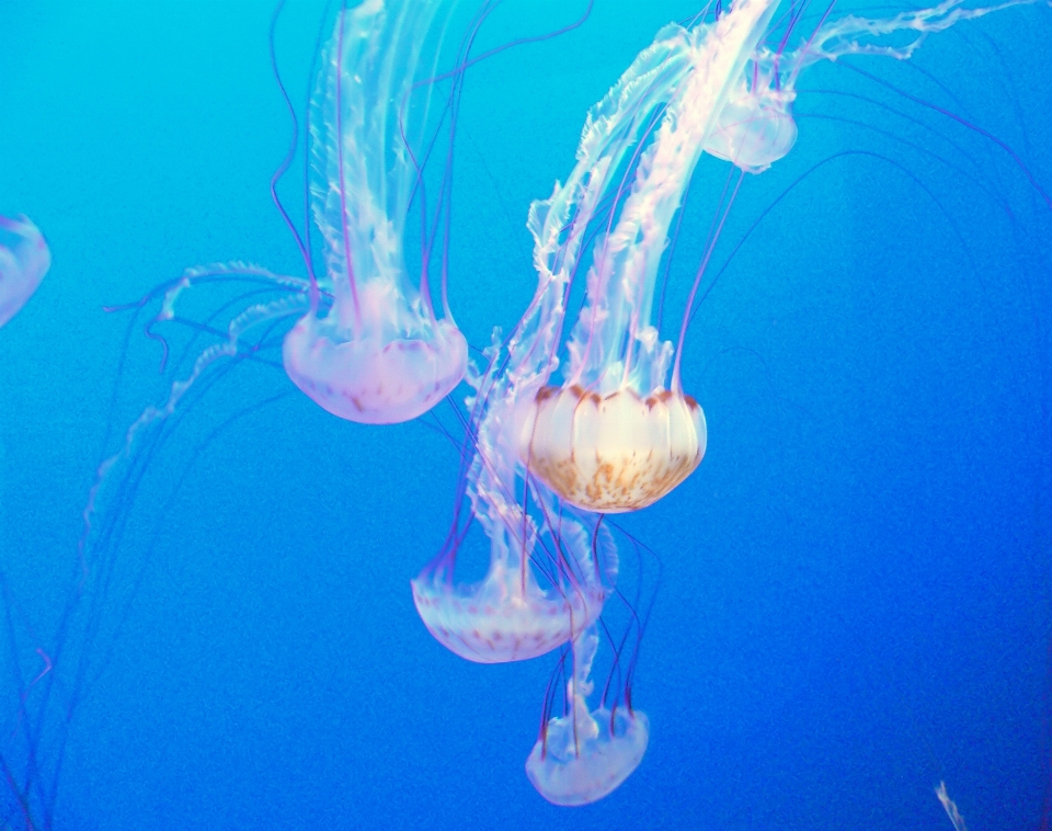 Embaixo da agua biologia medusa peixe