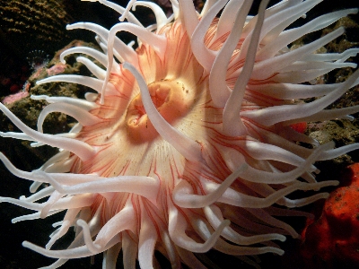 Nature flower underwater biology Photo