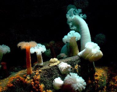 Underwater biology jellyfish fish Photo