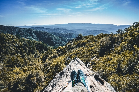 Tree rock horizon wilderness Photo