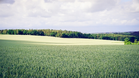 Landscape tree grass horizon Photo