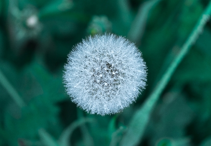 Nature dew plant photography Photo