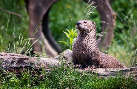 自然 濡れた 動物 野生動物 写真