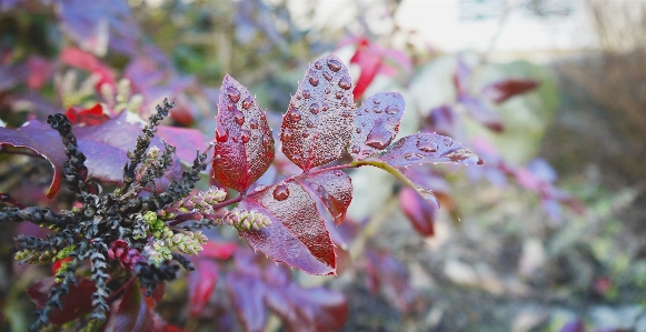 Tree nature branch blossom Photo