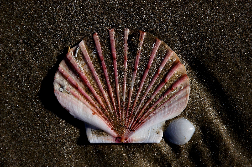 Beach sea sand leaf