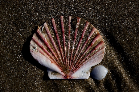 Beach sea sand leaf Photo