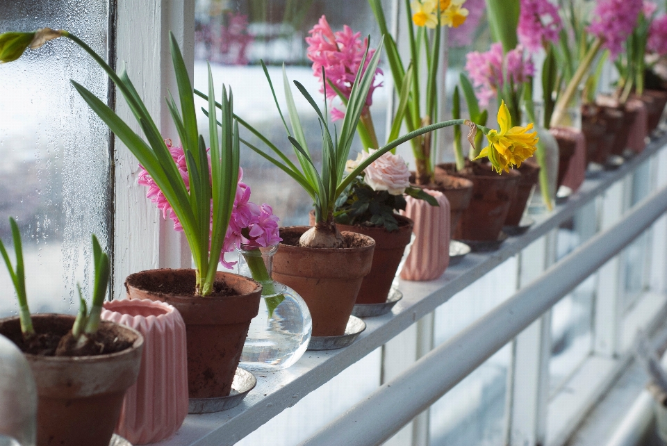 Plant flower window pot