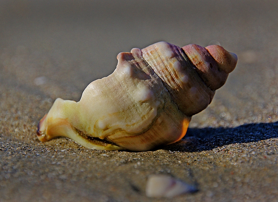 Main plage mer sable