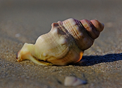 Hand beach sea sand Photo