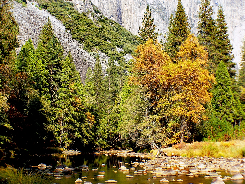 Paisaje árbol naturaleza bosque