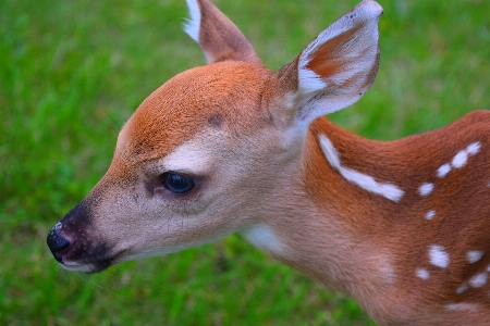 Animal wildlife deer fur Photo