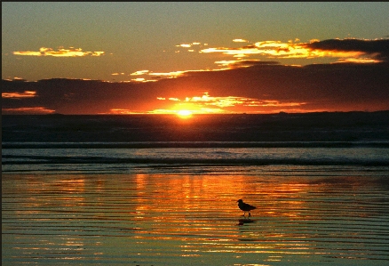 Beach sea coast ocean Photo