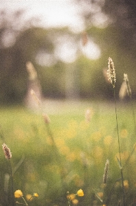 Nature grass light cloud Photo