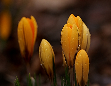 Photo Nature fleurir usine la photographie