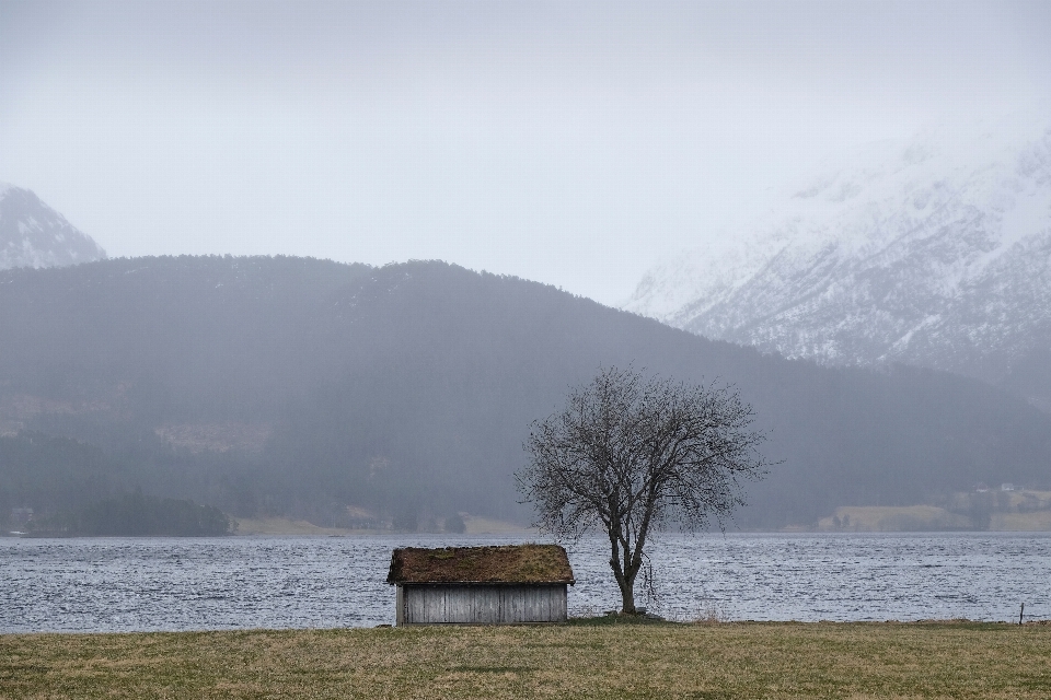 Paysage mer arbre nature