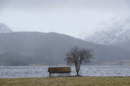 風景 海 木 自然 写真