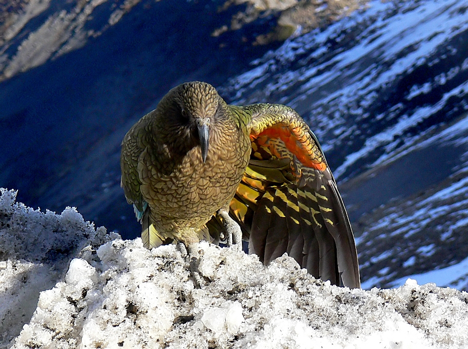 自然 雪 冬 鳥