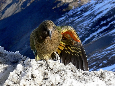 Foto Natureza neve inverno pássaro