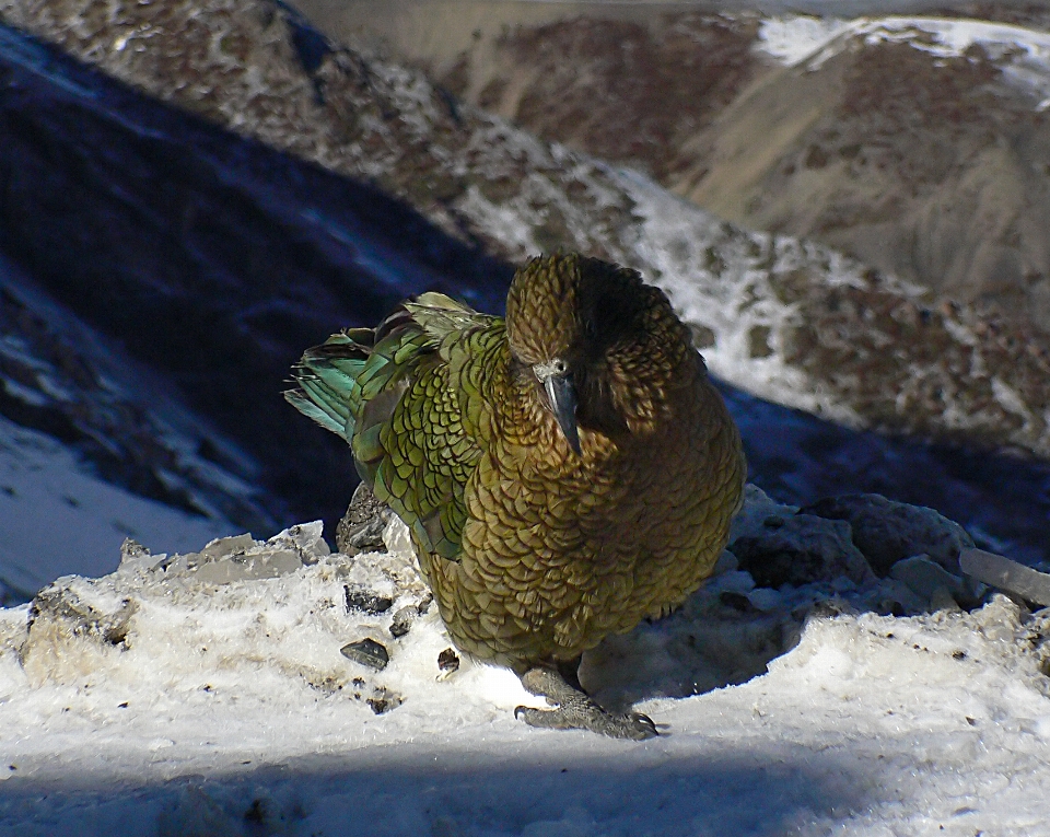 自然 雪 鳥 野生動物