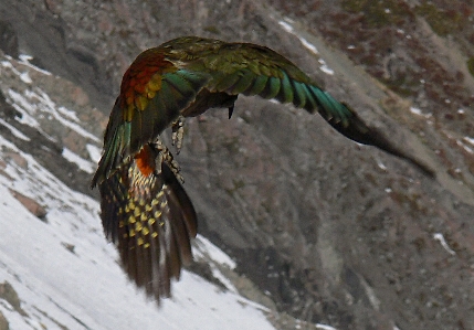 Photo Neige oiseau aile faune