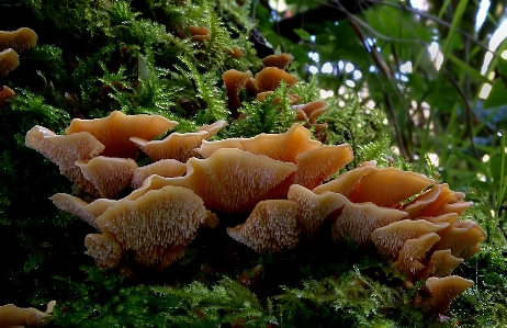 Nature mushroom fungus fungi Photo