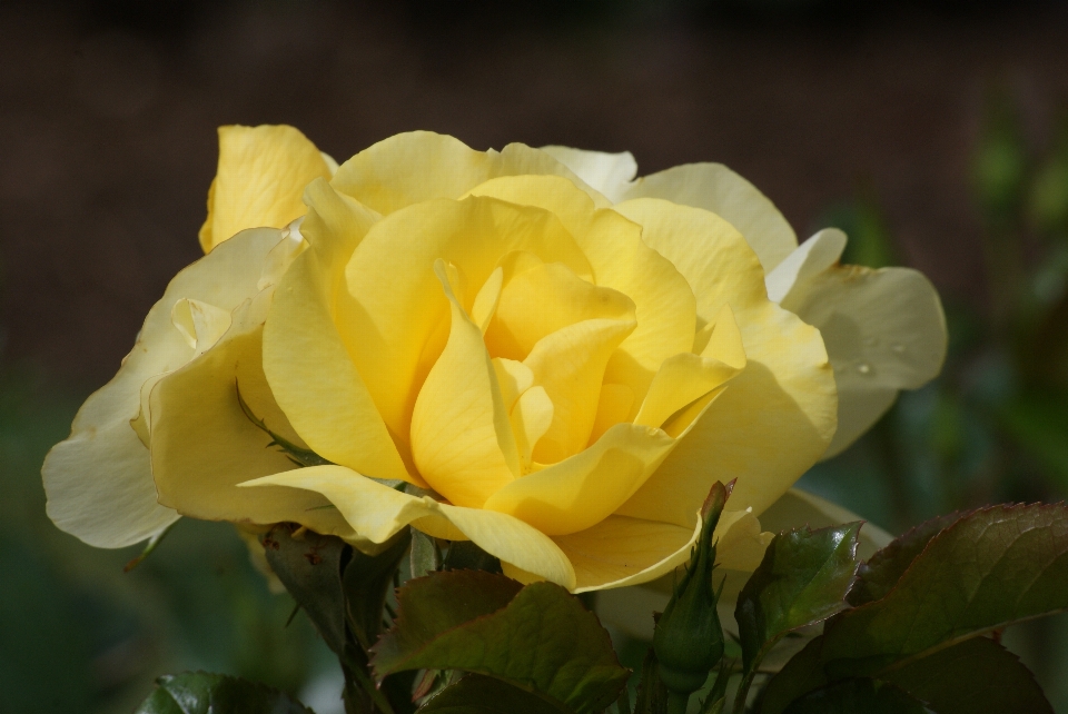 Plant flower petal rose