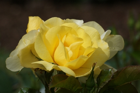 Plant flower petal rose Photo