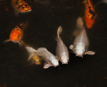 Orange fish koicarp goldfish Photo