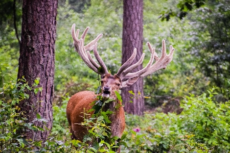 Foto Madera animal fauna silvestre ciervo