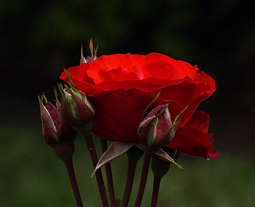 Nature plant flower petal Photo