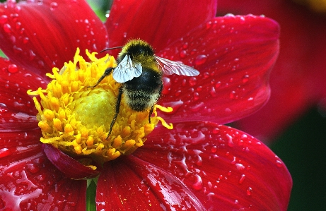 Blüte anlage fotografie blume Foto