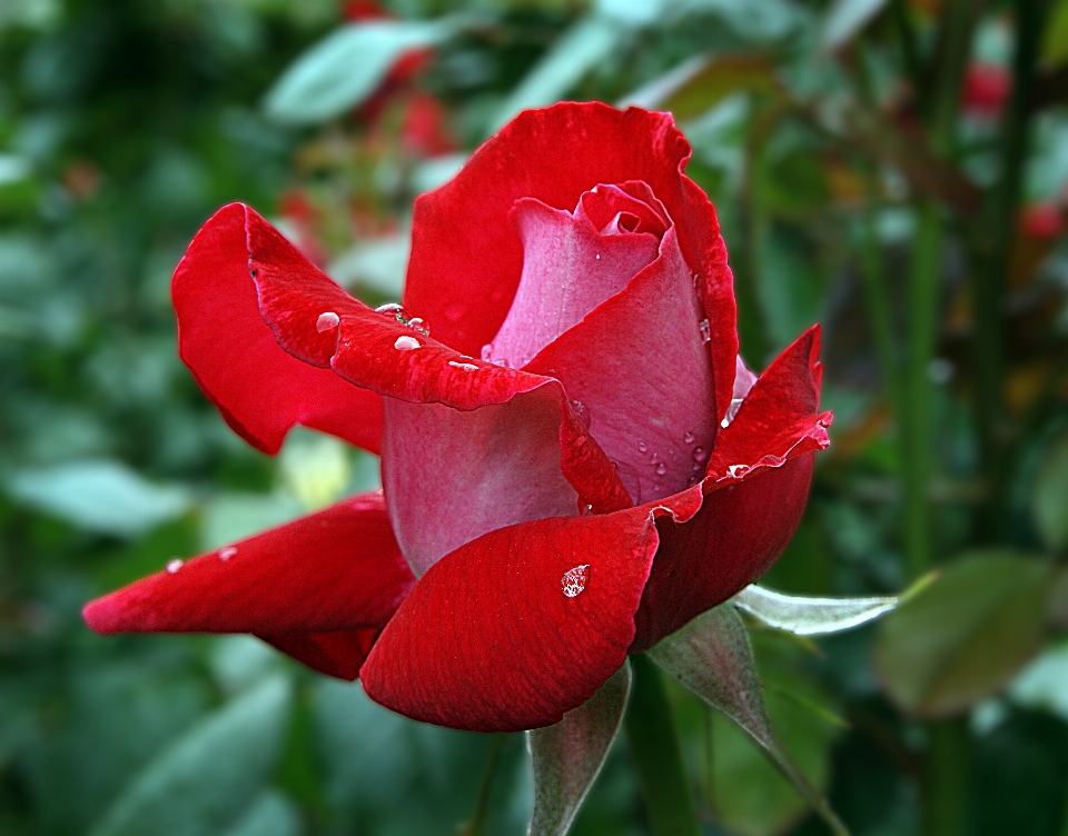 Plant flower petal rose