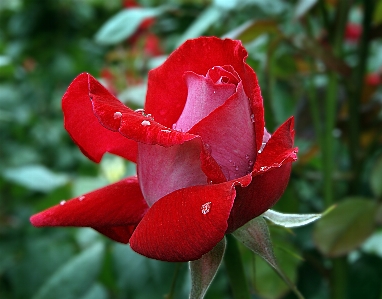 Plant flower petal rose Photo