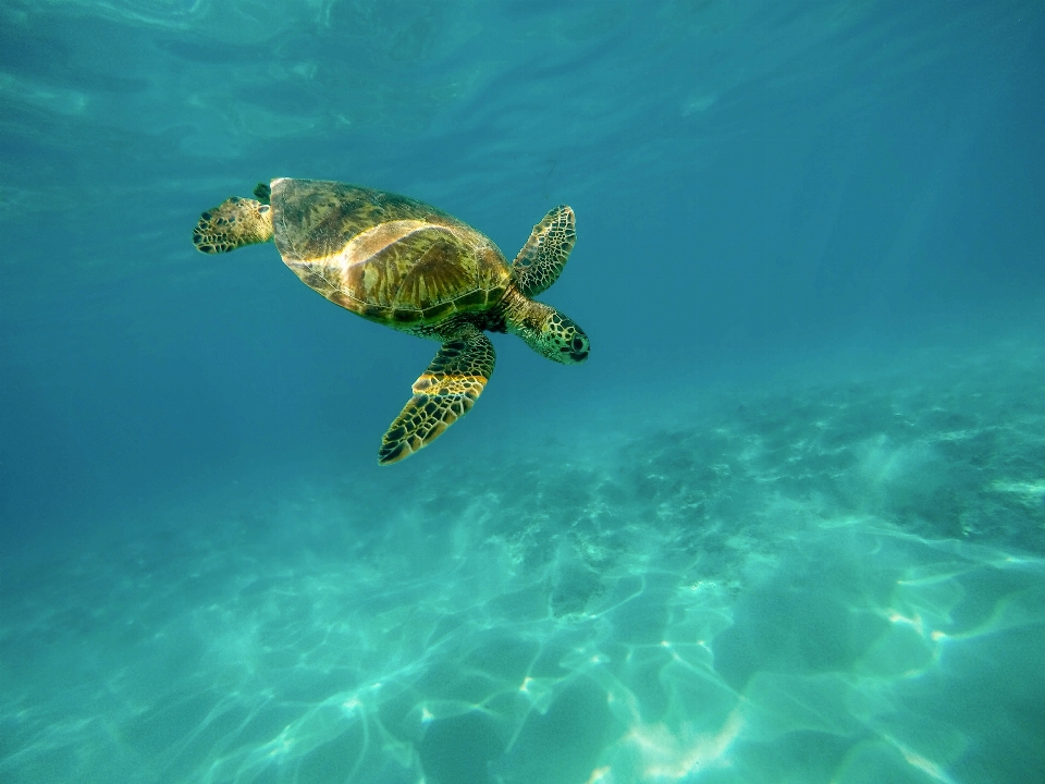 Mer eau sous-marin la biologie