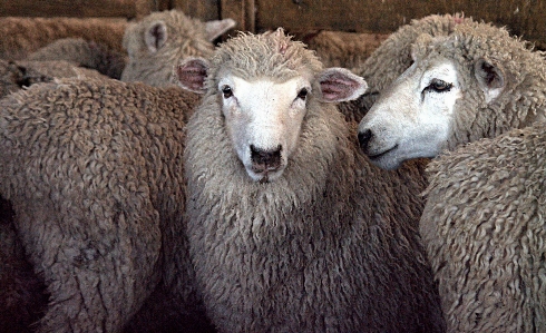 Farming sheep mammal fauna Photo