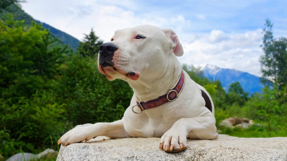 Anjing mamalia buldog bertulang belakang
