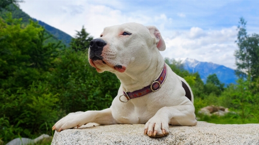 Foto Anjing mamalia buldog bertulang belakang
