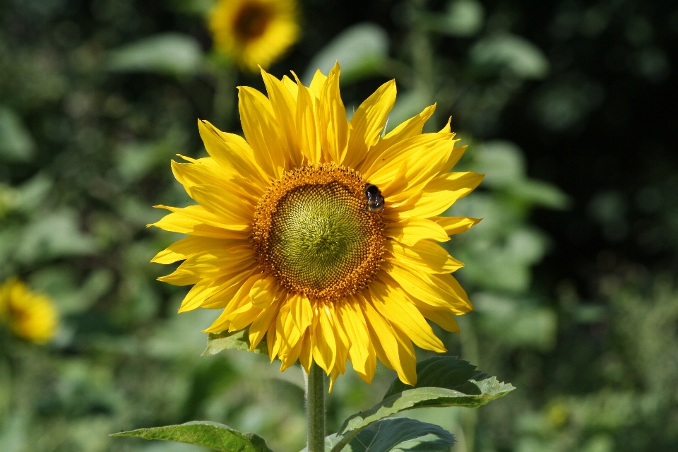 Natur anlage feld blume