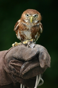 Bird wildlife beak owl Photo