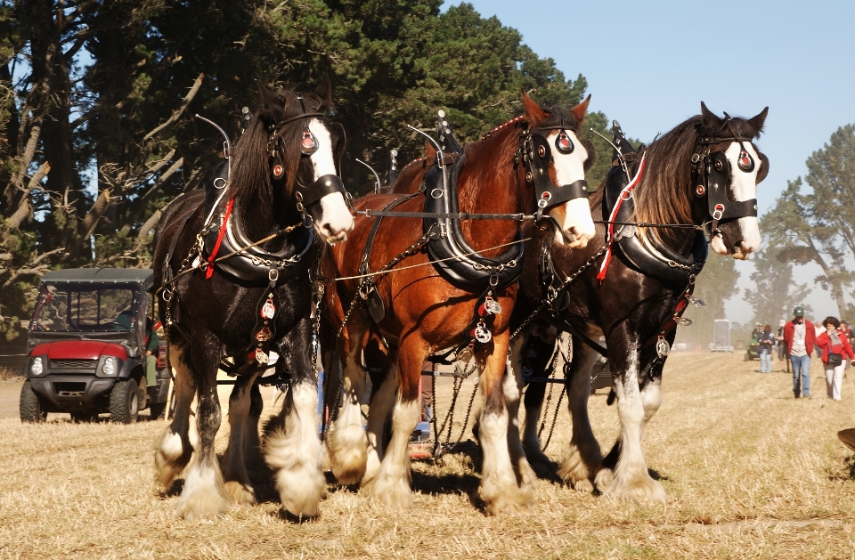 Agricultura cavalo garanhão cavalos