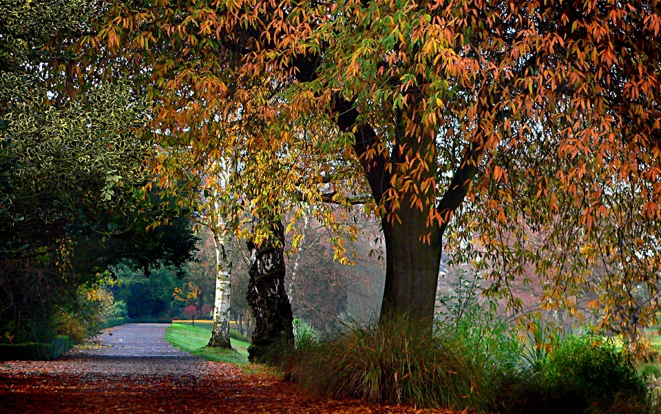 Albero natura foresta ramo