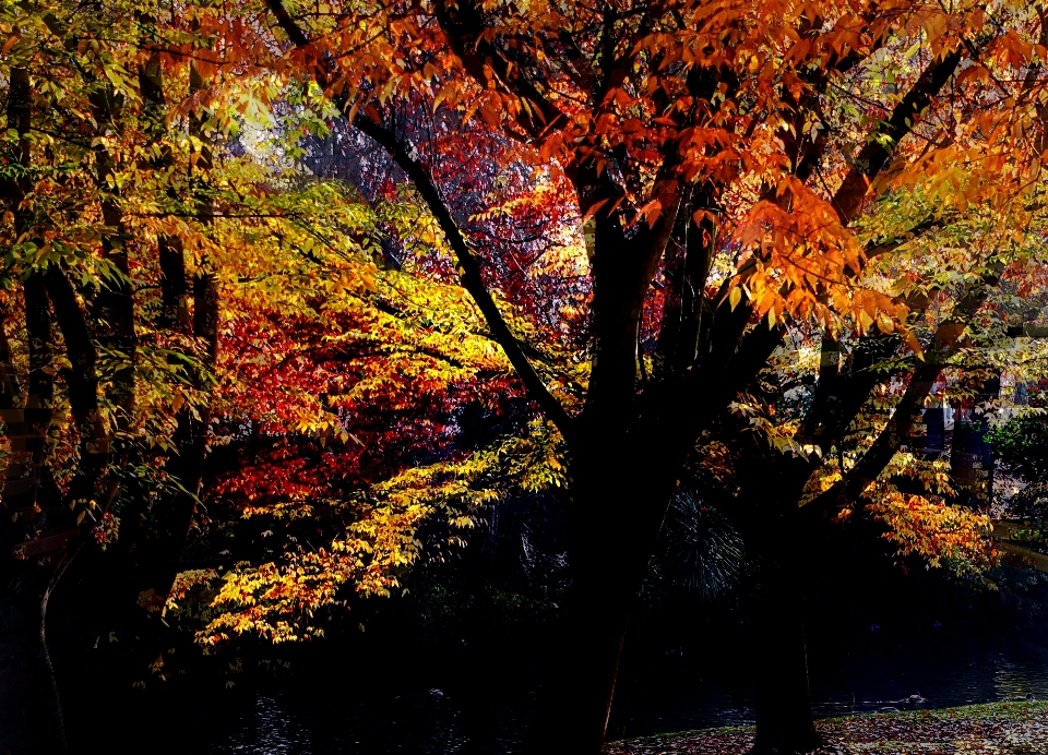 Tree nature forest branch