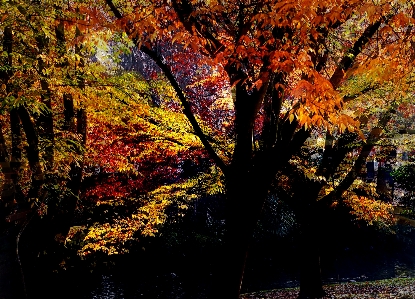 Tree nature forest branch Photo