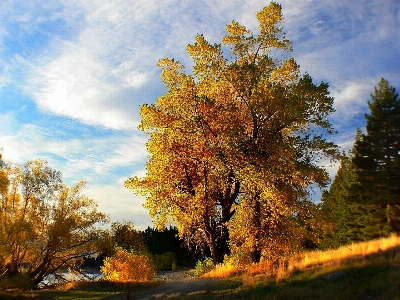 Zdjęcie Krajobraz drzewo natura las