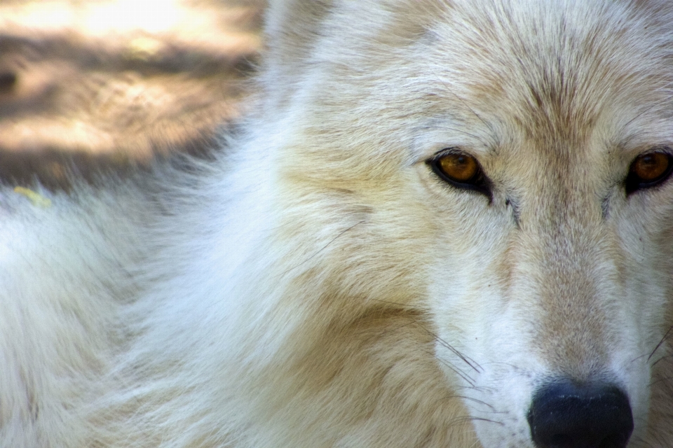 Animali selvatici mammifero lupo volpe